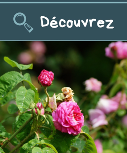 Jardin des plantes à couleurs