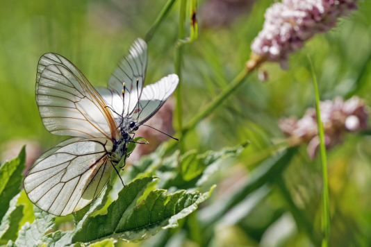 Papillon © Michel Ducroux
