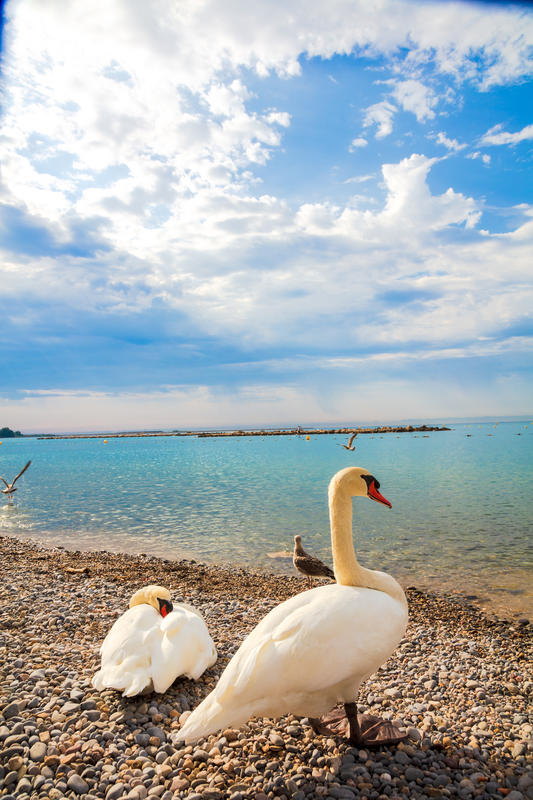 2 cygnes sur la plage