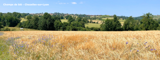 Champs de blé Chazelles