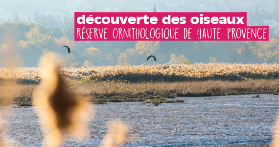 Dcouverte des oiseaux de la Rserve ornithologique de Haute-Provence