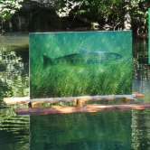 les dessous du lac
